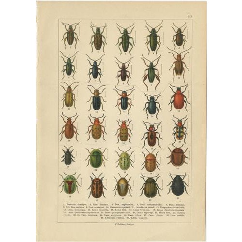 Paper Calwer, Beetles, European Species Plates, 1893, Chromolithographs, Set of 4 For Sale - Image 7 of 9