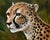 Original Cheetah Oil Painting on Canvas – By Grossman – 8" X 10" Unstretched Canvas For Sale