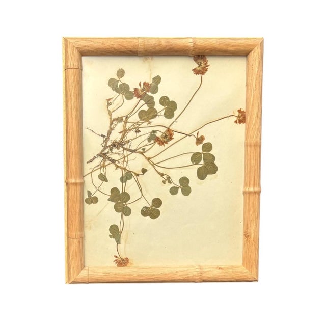 1893 Herbarium Botanical Specimens, Set of 12 For Sale - Image 10 of 17