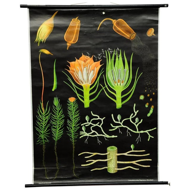 Vintage Country Style Hair Moss Rollable Wall Chart Poster by Jung Koch Quentell For Sale - Image 6 of 6