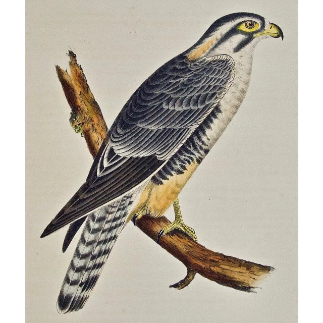 This striking hand colored stone lithograph of a "Alpomado Falcon" was created by John Cassin (1813-1869) and is Plate 1...