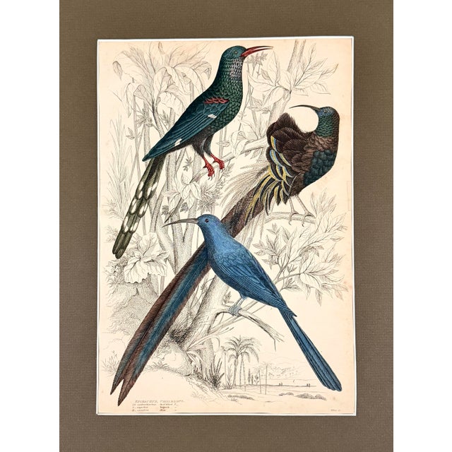 An original 1835 hand-colored hummingbird engraving, newly presented in a dark frame with an archival olive mat. This is...