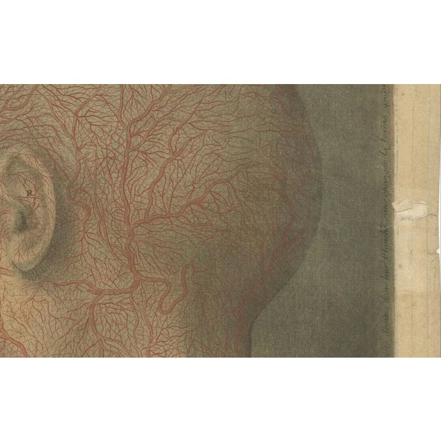 Gautier-D’Agoty, Anatomical Study of Head and Neck Veins, 1748, Paper For Sale - Image 6 of 11
