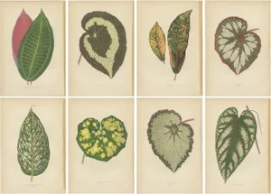 E.J. Lowe and W. Howard, Botanical Prints, 1891, Paper, Set of 8
