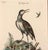 Johann Seligmann Set of Six Engravings of Water Birds For Sale - Image 10 of 10