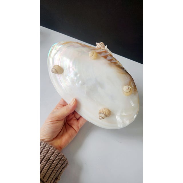 Handcrafted Oyster Shell Tray With Vintage Seashell Specimens & Biwa Pearls — Coastal Sculptural Object For Sale - Image 12 of 12