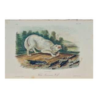 Audubon "White American Wolf" an Audubon Hand Colored by j.t. Bowen Lithograph, 1849-1854 For Sale