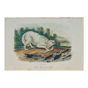 Audubon "White American Wolf" an Audubon Hand Colored by j.t. Bowen Lithograph, 1849-1854