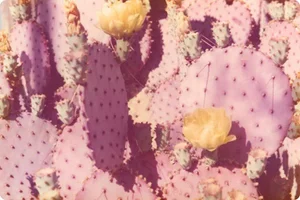 "Lavender Cacti" Vintage Photo Print