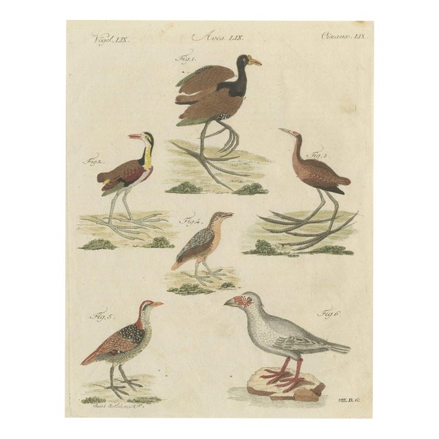 Bertuch, Jacanas and Wading Birds with Long Toes, 1805, Print For Sale