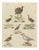 Bertuch, Jacanas and Wading Birds with Long Toes, 1805, Print For Sale