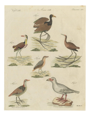 Bertuch, Jacanas and Wading Birds with Long Toes, 1805, Print