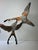 Mid 20th Century Dorothy Doughty Scissor Tailed Flycatchers - a Pair For Sale - Image 12 of 16