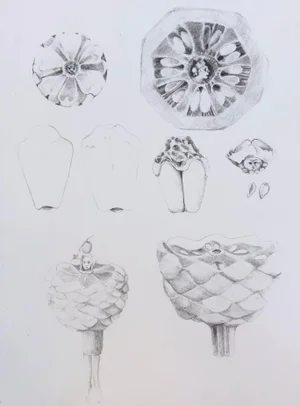 19790s Adrienne Anderson Modern Lithograph