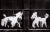 Carlos Gustavo, Two Peter Mayer Dogs on Dumpster, Gelatin Silver Print For Sale