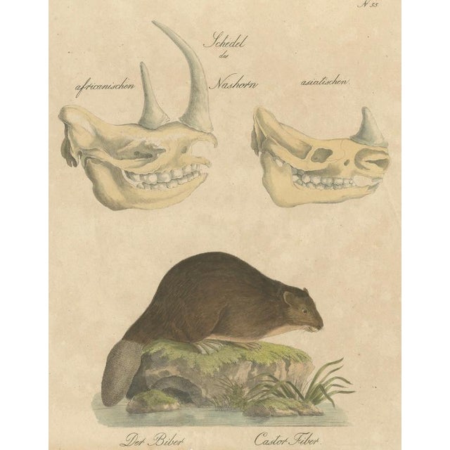 Karl Joseph Brodtmann, Beaver and African & Asian Rhinoceros Skull Studies, 1816, Paper For Sale - Image 9 of 9
