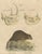 Karl Joseph Brodtmann, Beaver and African & Asian Rhinoceros Skull Studies, 1816, Paper For Sale - Image 9 of 9