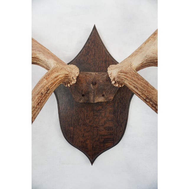 Elk Antler Mounted on Wooden Plaque For Sale - Image 13 of 16