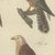 Paper Bertuch, Falcons and Hawks Including the Peregrine, 1805, Print For Sale - Image 7 of 12