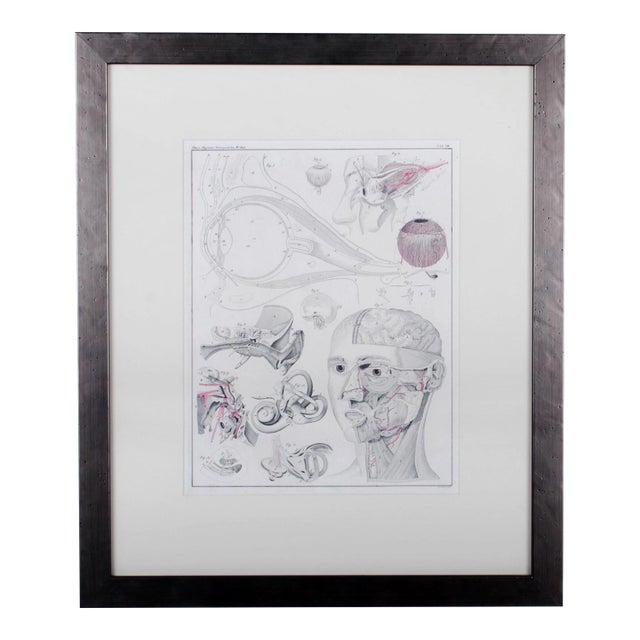 1833 Oken Anatomical Eye Engraving For Sale