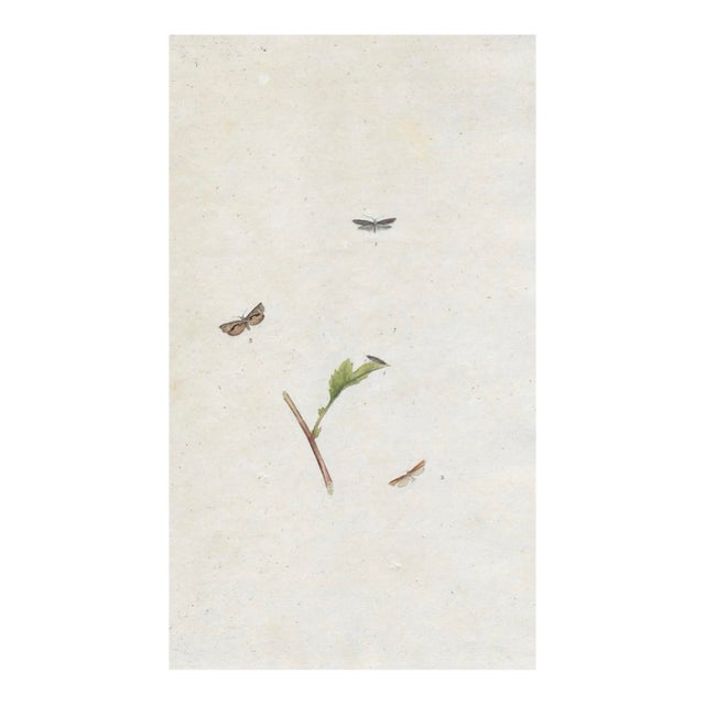 English Antique Entomology Handcolored Engraving For Sale