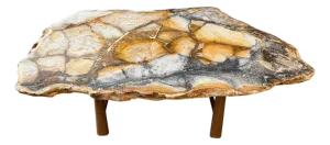 Andrianna Shamaris Beautiful Rare Petrified Wood Coffee Table