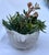 Trompe-L’oeil White Conch Shell Porcelain Bowl/Planter For Sale - Image 9 of 9