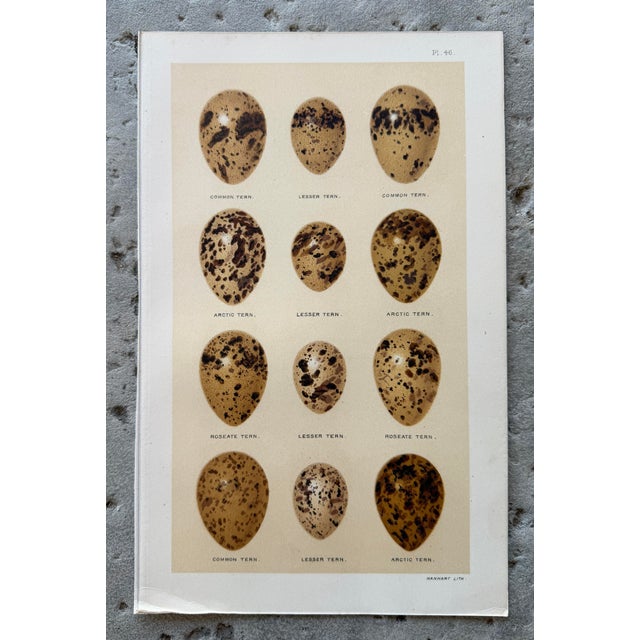 Set of 8 English Late 19th Chromolithographs of Bird Eggs For Sale In Palm Springs - Image 6 of 10