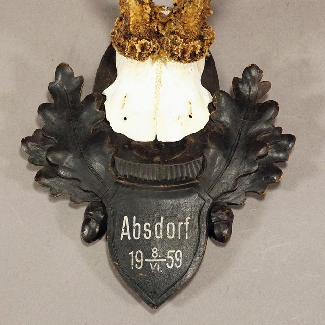 Rustic European Great Deer Trophy Mount on Wooden Carved Plaque 1959 For Sale - Image 3 of 5