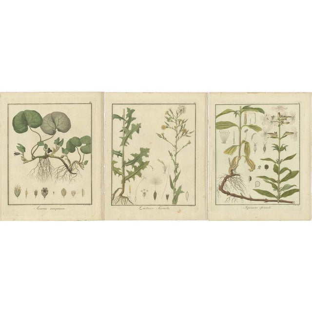 Early 19th Century Hayne, European Wild Ginger and Prickly Lettuce and Common Soapwort, 1819, Engravings, Set of 3 For Sale - Image 5 of 5
