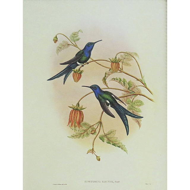 FREE SHIPPING ANYWHERE IN THE CONTINENTAL US! This is a set of John Gould Humming Bird full color lithographs. 1st edition...