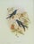 FREE SHIPPING ANYWHERE IN THE CONTINENTAL US! This is a set of John Gould Humming Bird full color lithographs. 1st edition...