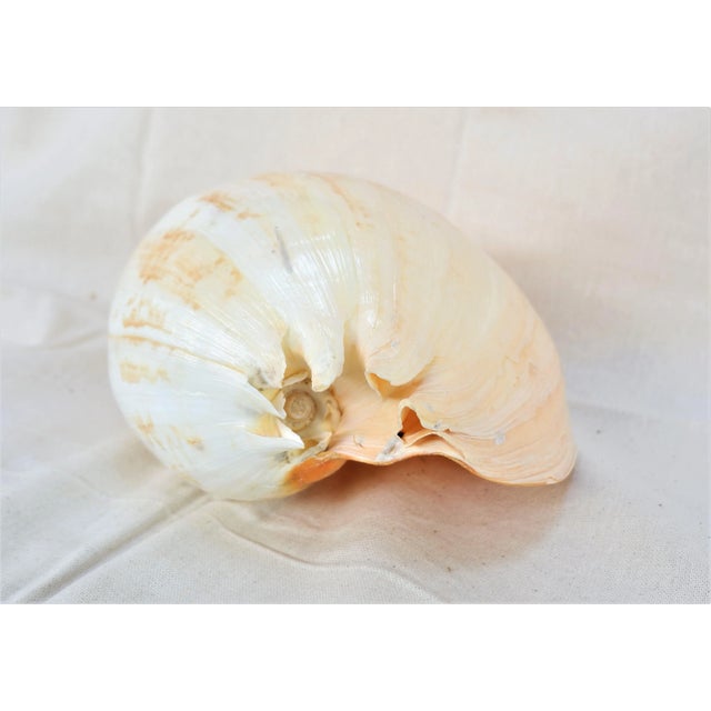 Melo Amphora Shell Specimen - 15” For Sale - Image 4 of 6