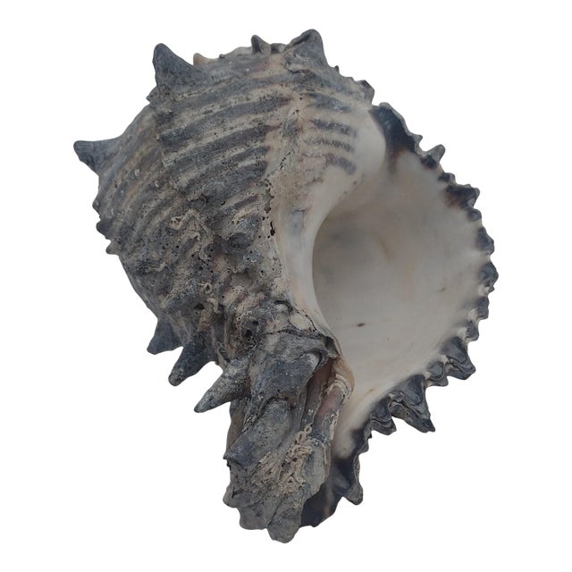 Vintage Black Murex Shell With Natural Weathering – Sea of Cortez, C. 1970s For Sale