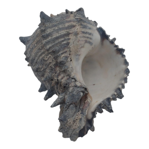 Vintage Black Murex Shell With Natural Weathering – Sea of Cortez, C. 1970s