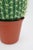 Metal Large Cactus Table Lamp, 1980s For Sale - Image 7 of 10