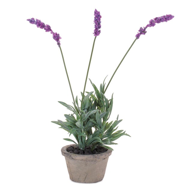 Bring the soothing charm of lavender indoors with this 14.5-inch tall potted faux lavender plant. Crafted from lifelike...