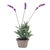 Bring the soothing charm of lavender indoors with this 14.5-inch tall potted faux lavender plant. Crafted from lifelike...