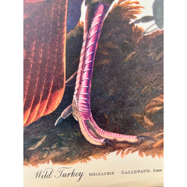 1964 Audubon Folio Lithograph Great Bird Paintings – “Wild Turkey” 17x14 For Sale In New York - Image 6 of 6