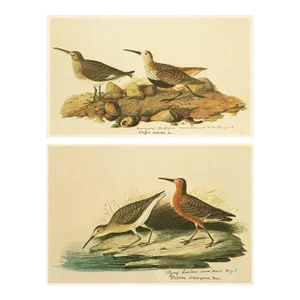 1966 Vintage Cottage Print "Curlew Sandpiper" After John James Audubon
