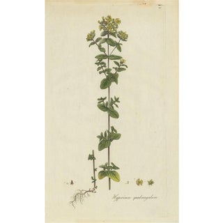 Curtis, Botany Illustration of a Species of St. Johnswort, 1777, Print For Sale