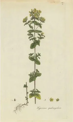 Curtis, Botany Illustration of a Species of St. Johnswort, 1777, Print