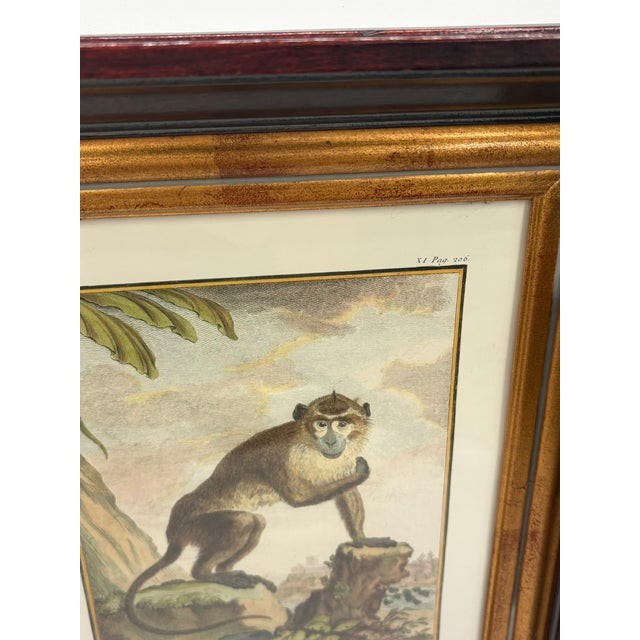 Vintage French Natural History Monkey Reproduction Prints Art & Gilded Wood Frames - A Pair For Sale - Image 11 of 15
