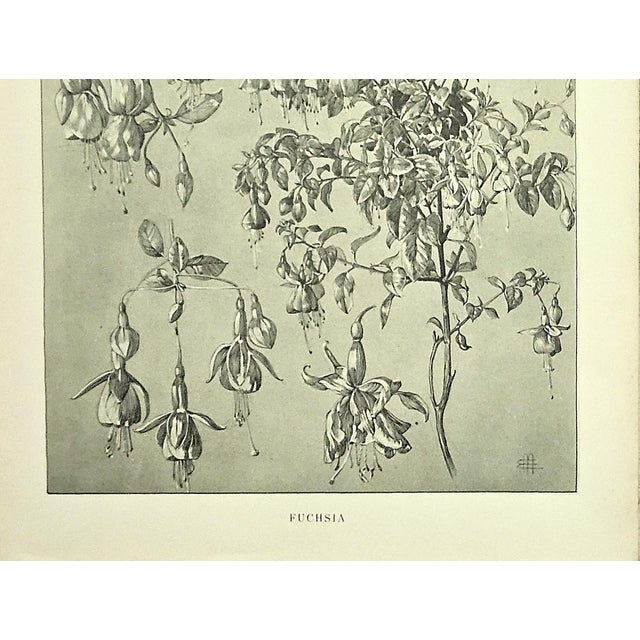 1902 Set of 2- Antique French Botanicals-Wisteria, Fushia, Documentation For Sale - Image 4 of 10