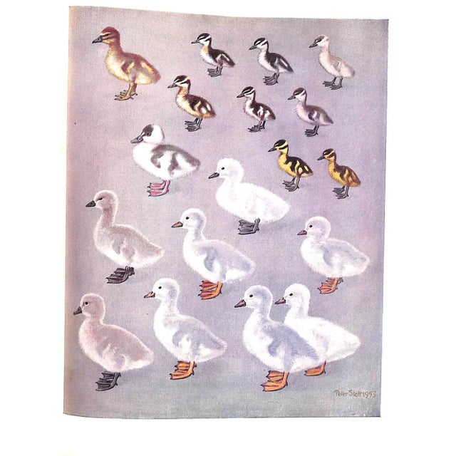 White "The Waterfowl of the World: Volumes One & Two" 1956 Delacour, Jean For Sale - Image 8 of 17