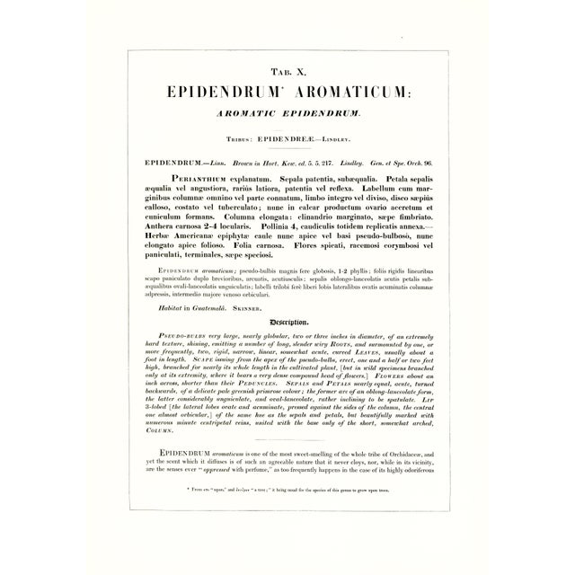 Large 1973 Orchid Flower Lithograph "Epidendrum Aromaticum" (Aromatic Epidendrum) After James Bateman For Sale - Image 4 of 7