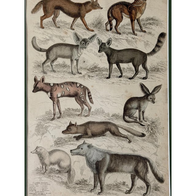1835 Thomas Brown Hand-Colored Canid Engraving, Archivally Matted Original antique hand-colored natural history engraving...