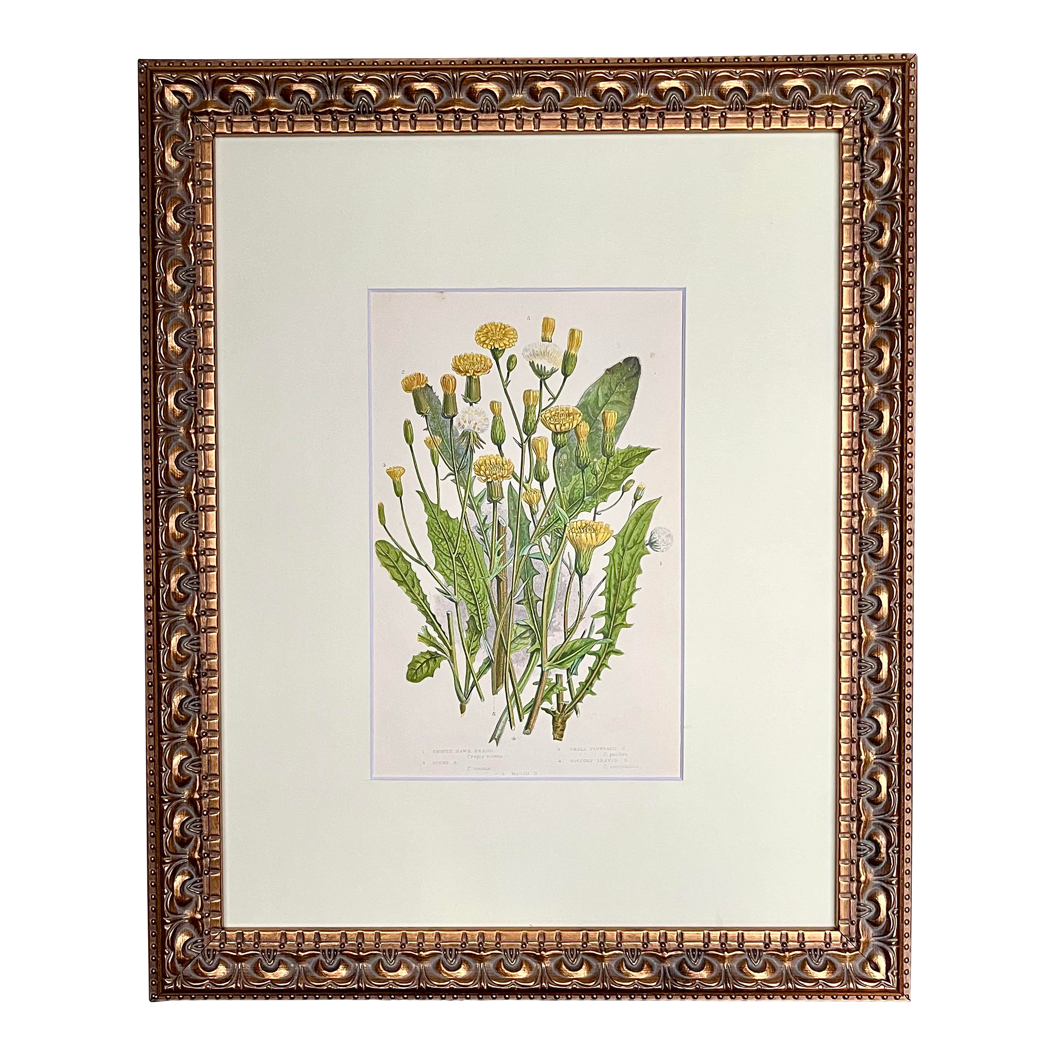antique-botanical-lithograph-