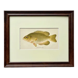 Original Antique Chromolithograph the Rock Bass Fish Print by Tarleton Bean Circa 1890