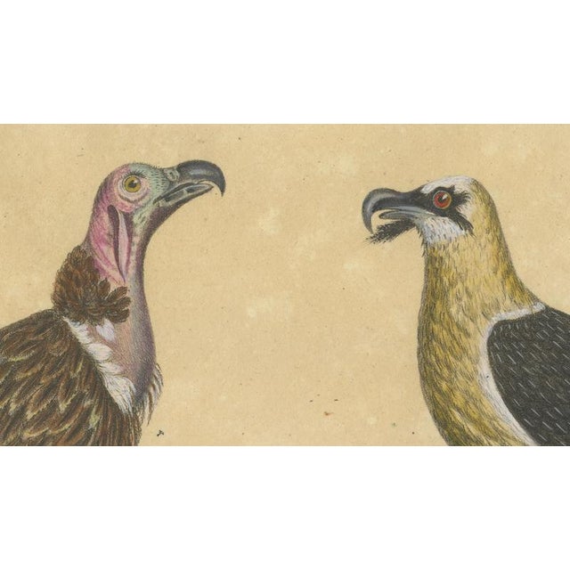 Karl Joseph Brodtmann, King Vulture, Griffon Vulture & Bearded Vulture, 1816, Lithograph For Sale - Image 6 of 9
